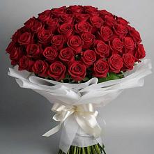 Букет 101 Красная роза Блэк Мэджик #REPLACE_PRED# Ягодное