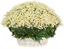 Цветочная композиция из Ромашки в корзине #REPLACE_PRED# Ягодное